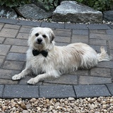 Entry image for Gizmo (of Gilbert &Gizmo)