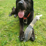 Entry image for Rocky