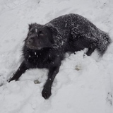 Entry image for Maisie