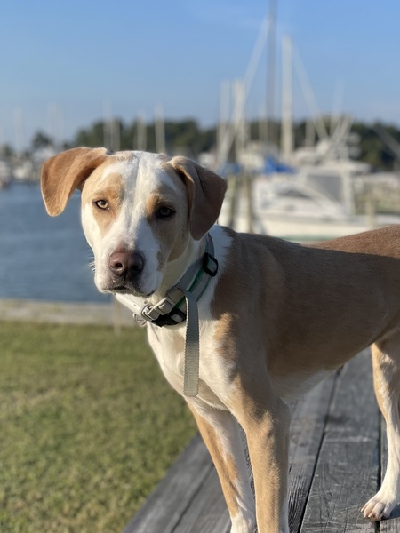 Entry image for Gracie. Clicking this image will show a larger photo