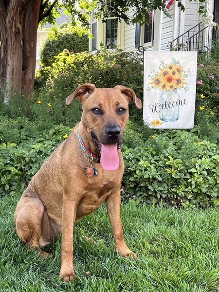 Entry image for Sadie. Clicking this image will show a larger photo