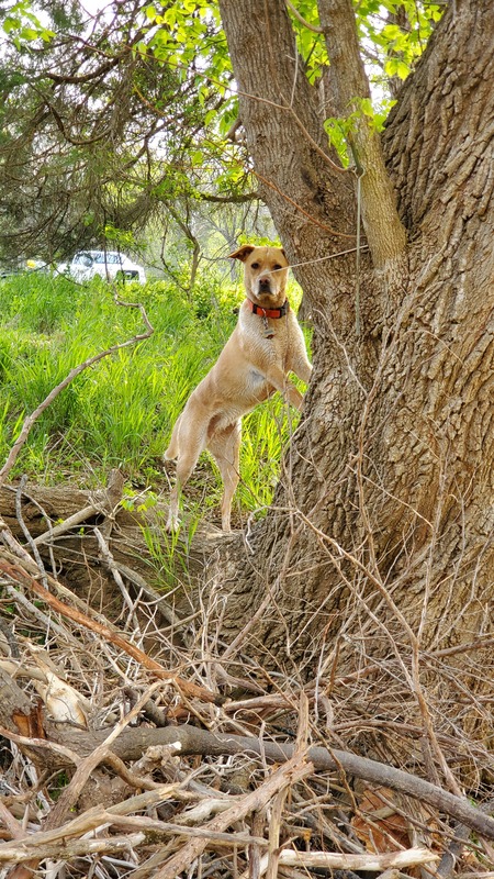 Entry image for Ginger. Clicking this image will show a larger photo