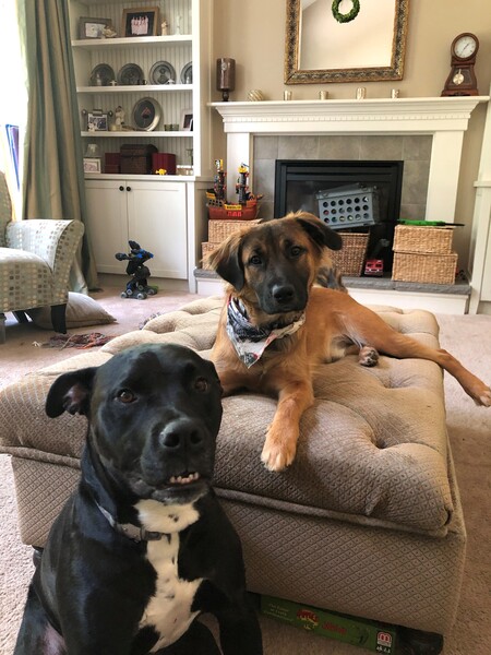 Entry image for Max aka Fluffy (in the bandana). Clicking this image will show a larger photo