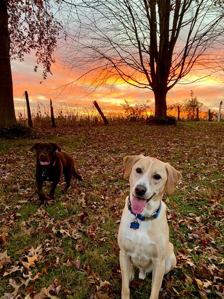 Entry image for Logan and Cola. Clicking this image will show a larger photo