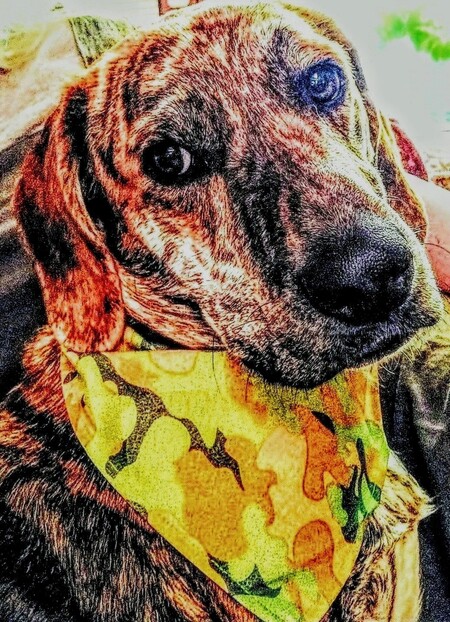 Entry image for Camo. Clicking this image will show a larger photo
