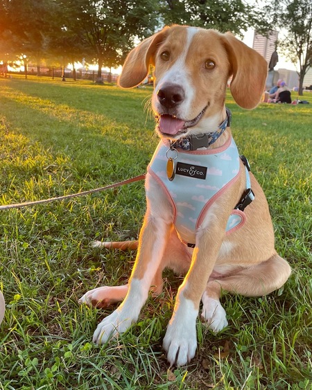 Entry image for Lucy. Clicking this image will show a larger photo
