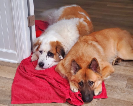 Entry image for Atlas and Bandit. Clicking this image will show a larger photo