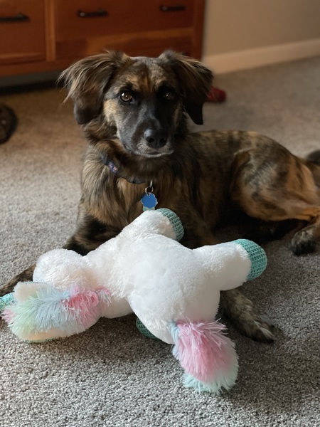 Entry image for Izzy (and her Unicorn). Clicking this image will show a larger photo