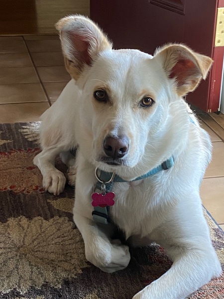 Entry image for Lucy. Clicking this image will show a larger photo