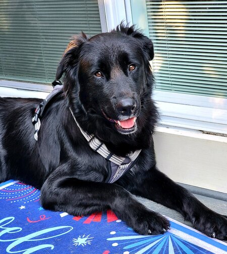 Entry image for Padfoot. Clicking this image will show a larger photo