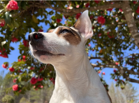 Entry image for Rosie. Clicking this image will show a larger photo