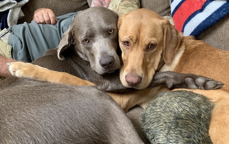 Entry image for Ryker and Hope. Clicking this image will show a larger photo