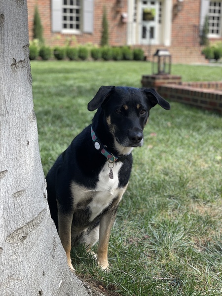 Entry image for Callie. Clicking this image will show a larger photo