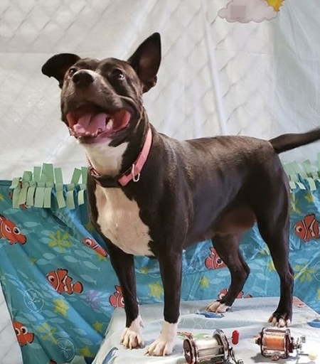 Entry image for Bella. Clicking this image will show a larger photo