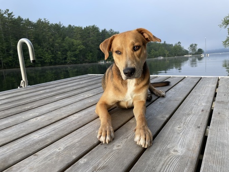 Entry image for Milo. Clicking this image will show a larger photo
