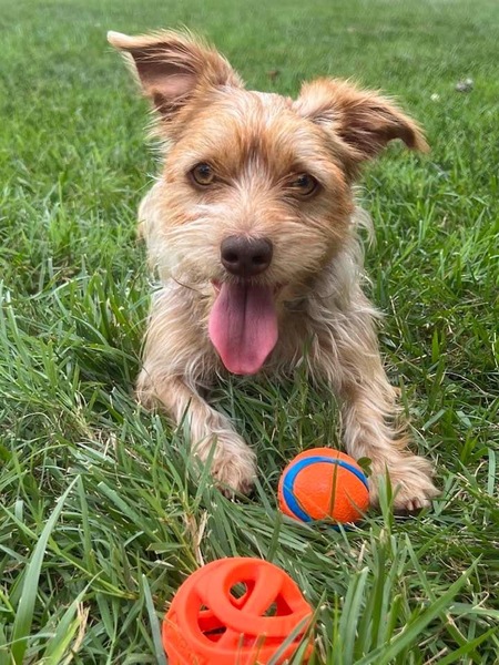 Entry image for Lucy. Clicking this image will show a larger photo