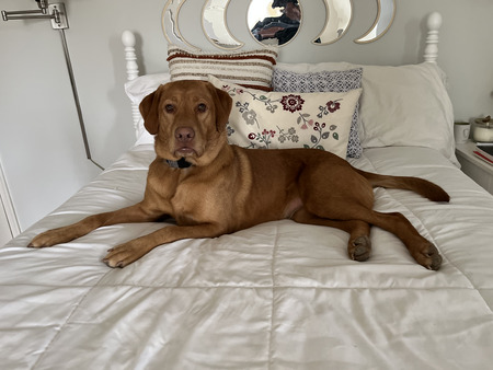 Entry image for Roux. Clicking this image will show a larger photo