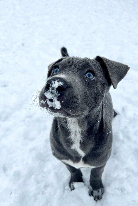 Entry image for Maggie. Clicking this image will show a larger photo