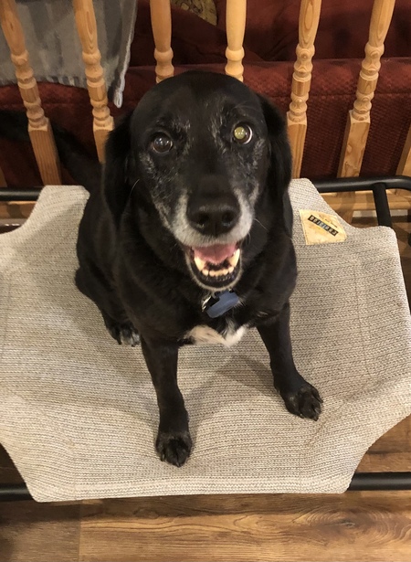 Entry image for Cooper. Clicking this image will show a larger photo