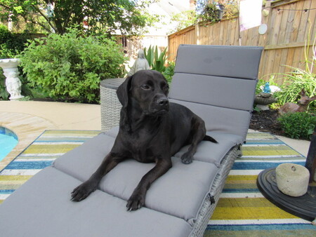 Entry image for SOPHIE. Clicking this image will show a larger photo