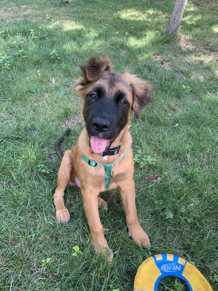 Entry image for Jasper. Clicking this image will show a larger photo