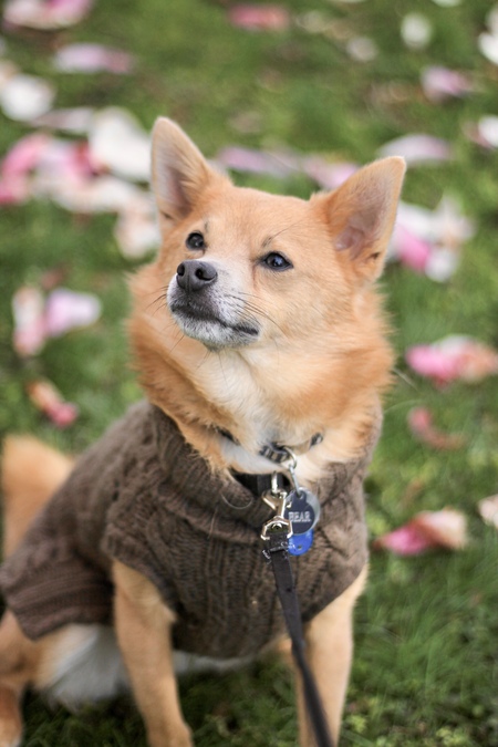 Entry image for Bear. Clicking this image will show a larger photo