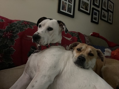 Entry image for Lexie and Lacey. Clicking this image will show a larger photo
