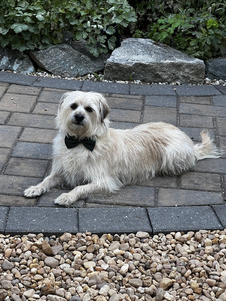 Entry image for Gizmo (of Gilbert &Gizmo). Clicking this image will show a larger photo