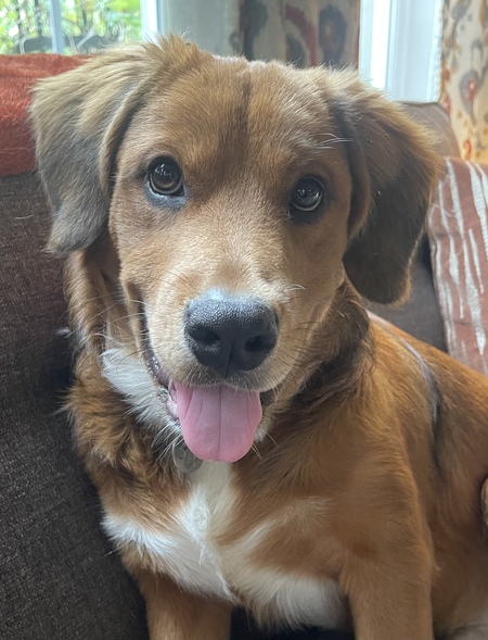 Entry image for Baxter. Clicking this image will show a larger photo