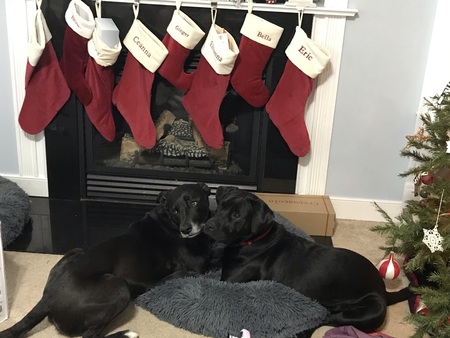 Entry image for Ginger and Beau. Clicking this image will show a larger photo