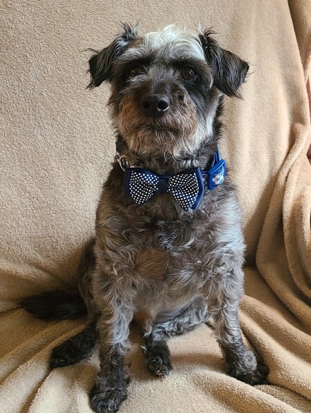 Entry image for Dusty. Clicking this image will show a larger photo