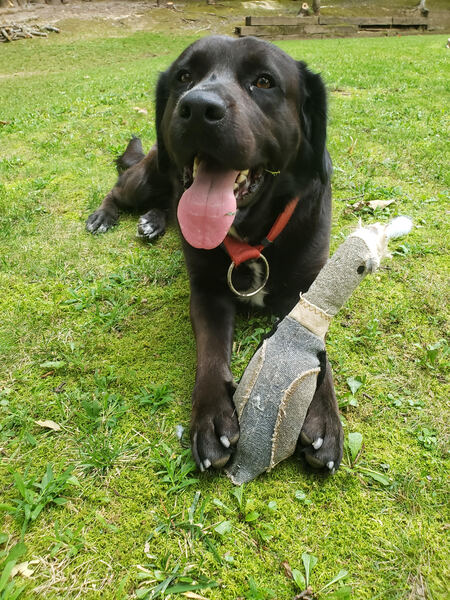 Entry image for Rocky. Clicking this image will show a larger photo