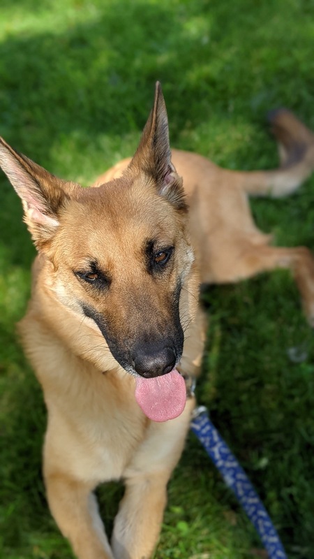 Entry image for Dexter. Clicking this image will show a larger photo