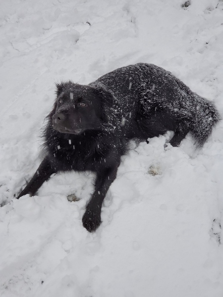 Entry image for Maisie. Clicking this image will show a larger photo