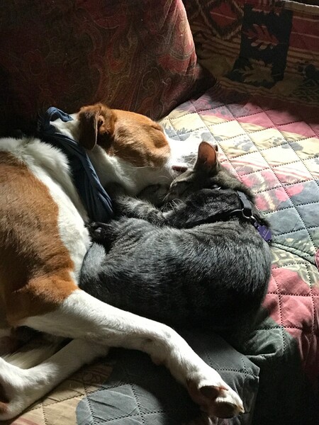 Entry image for Winnie . Clicking this image will show a larger photo