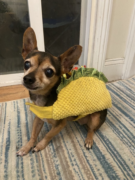 Sparky is ready for Taco Tuesday 