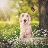 Entry image for BRAYLEIGH 