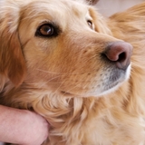 Entry image for Chance 