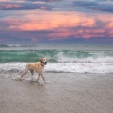 Entry image for Benny 