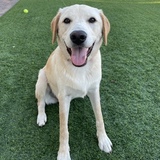 Entry image for Makana fka Carson