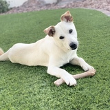 Entry image for Mycha