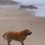 Entry image for Belle