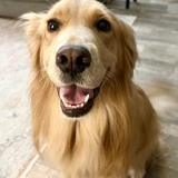 Entry image for Amber/ Ms. Elizabeth Darcy