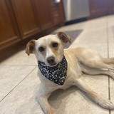 Entry image for Leia 