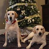 Entry image for Hope and Zoe