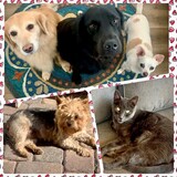 Entry image for Starz, Bonnie, Layla, Sparky, Dexter