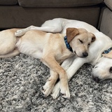 Entry image for Mi Cha and Parker