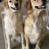 Entry image for Duke & Daisy