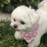 Entry image for Luna 