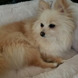 Entry image for Muffin 